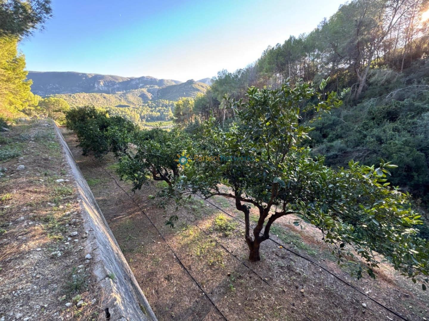 Ubebygd land til salgs i Simat de la Valldigna - € 38 000 (Ref: 9552783)