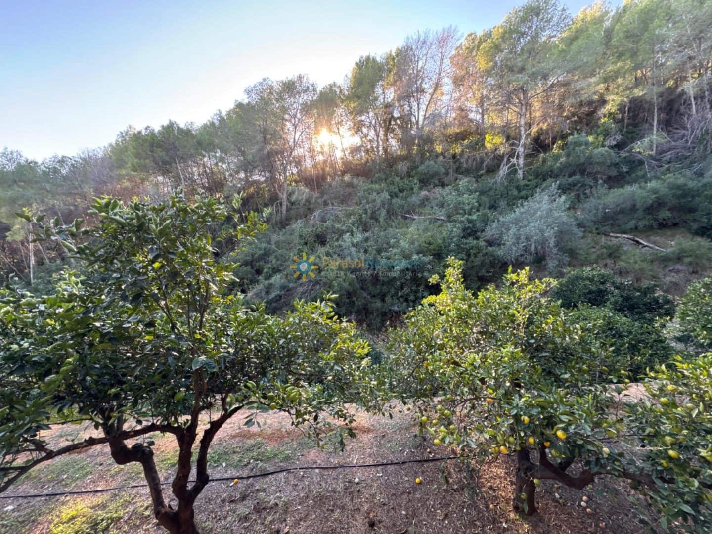 Ubebygd land til salgs i Simat de la Valldigna - € 38 000 (Ref: 9552783)