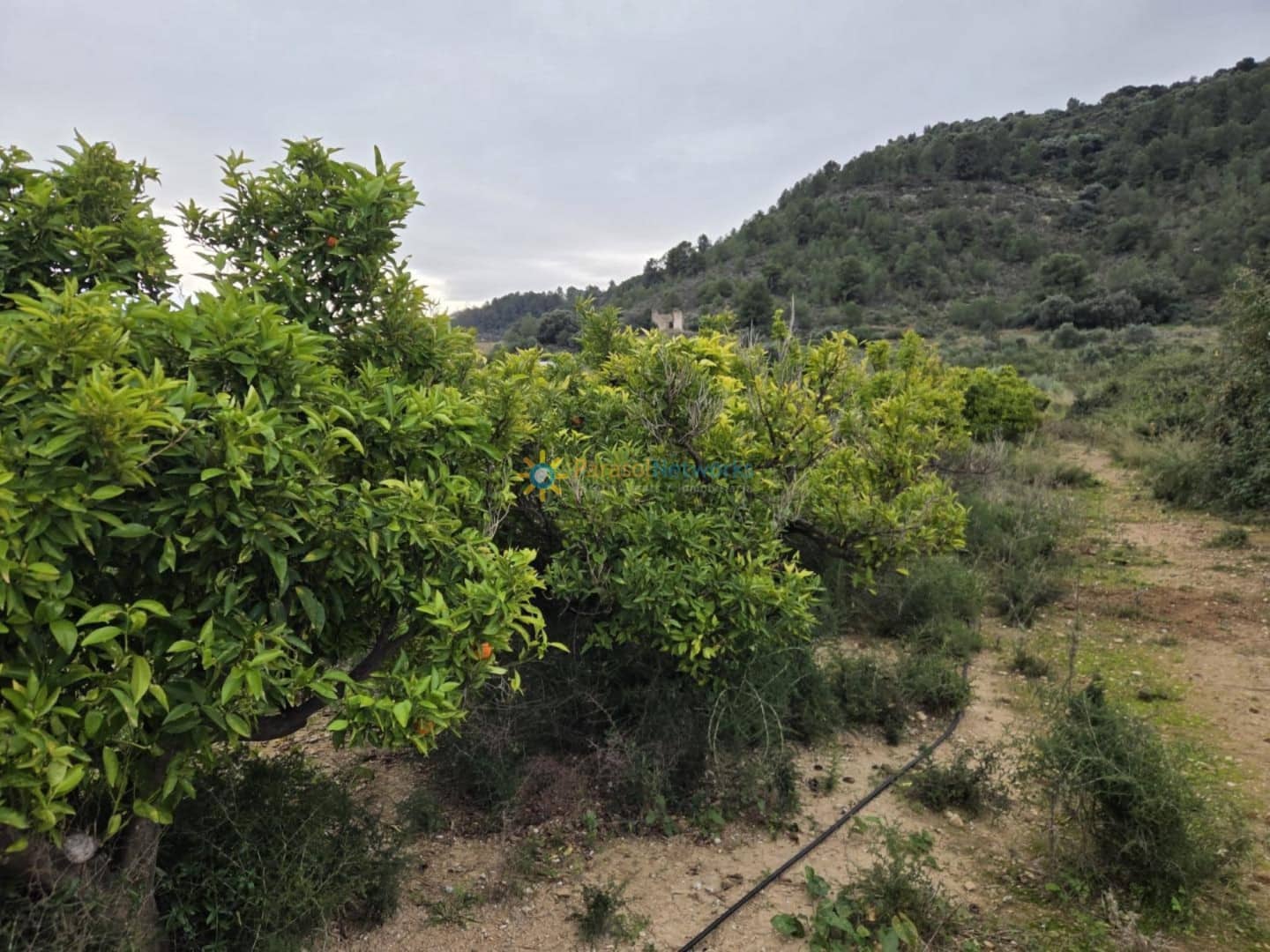 Undeveloped Land for sale in Rafelcofer - € 14,500 (Ref: 9558869)