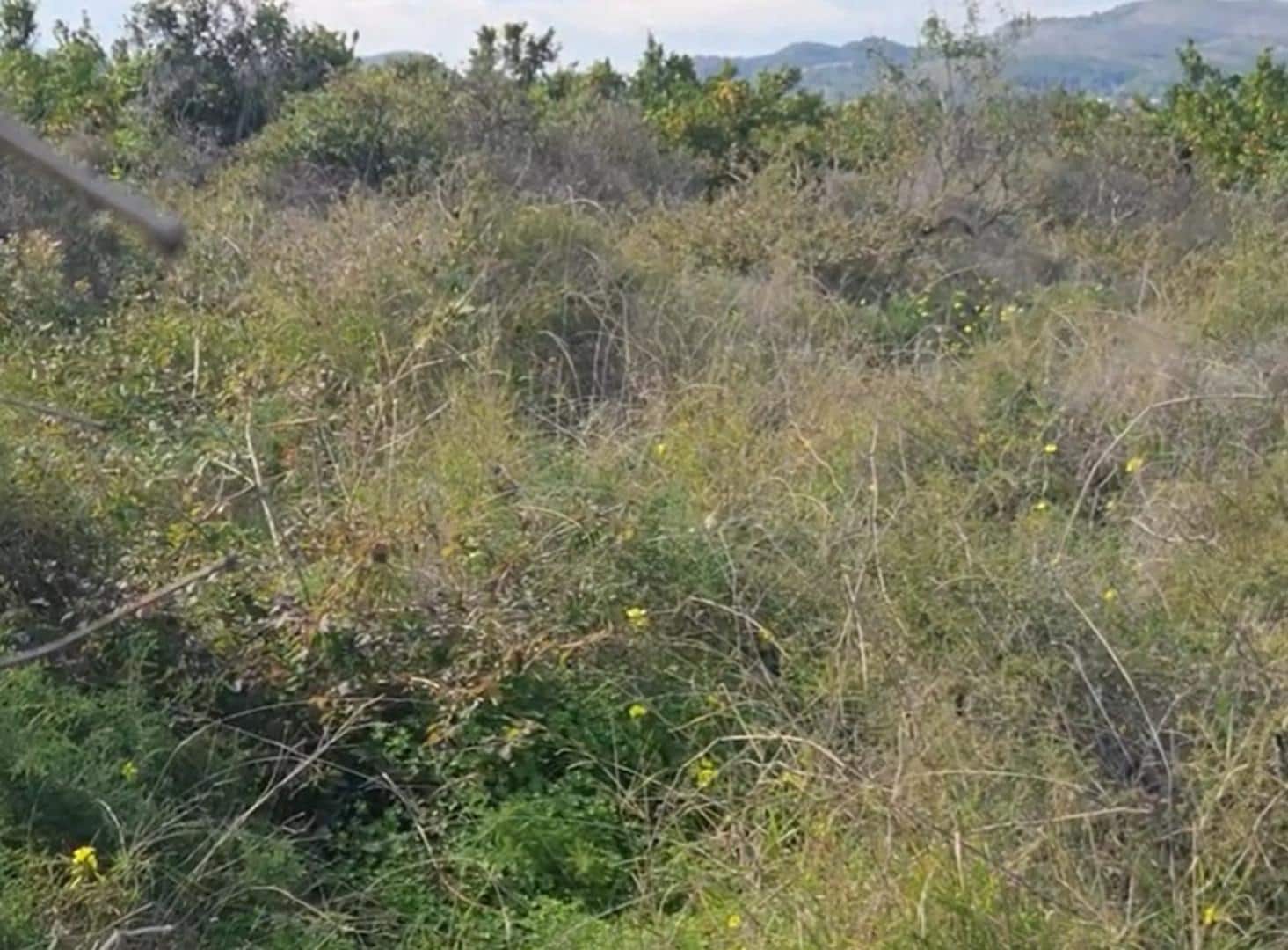 Grunde uden byggetilladelser til salg i Gandia - € 27.000 (Ref: 9585091)