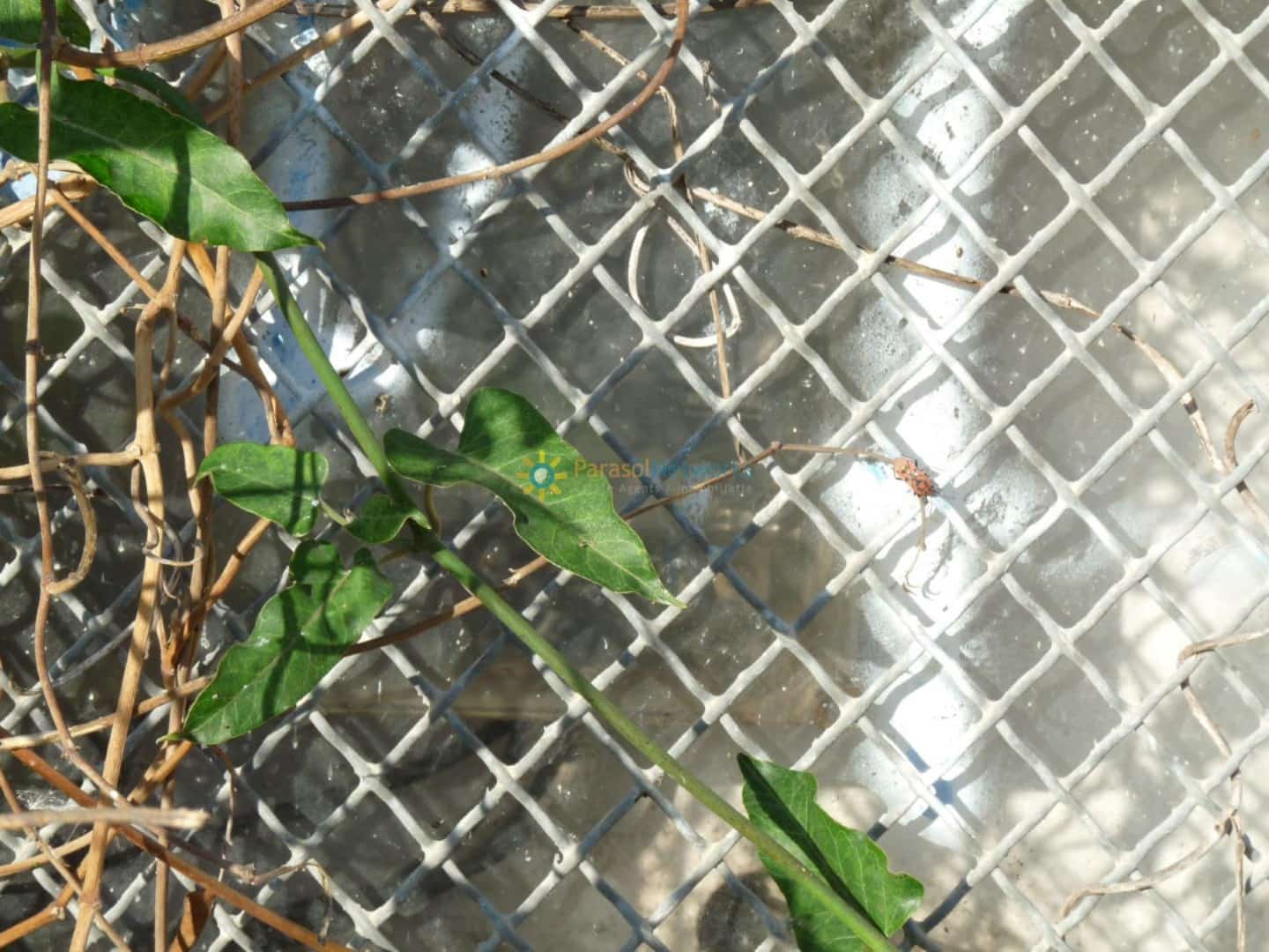 Działka budowlana na sprzedaż w Oliva - 120 000 € (Ref: 9586830)