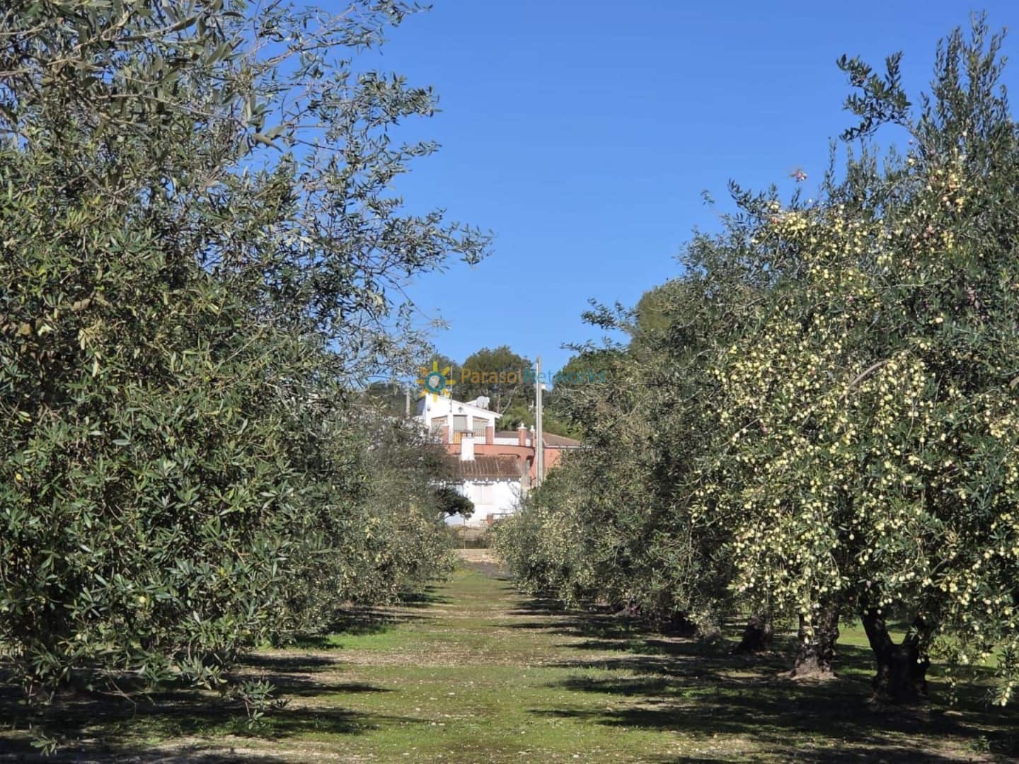 Grunde uden byggetilladelser til salg i Beniganim - € 42.000 (Ref: 9596799)