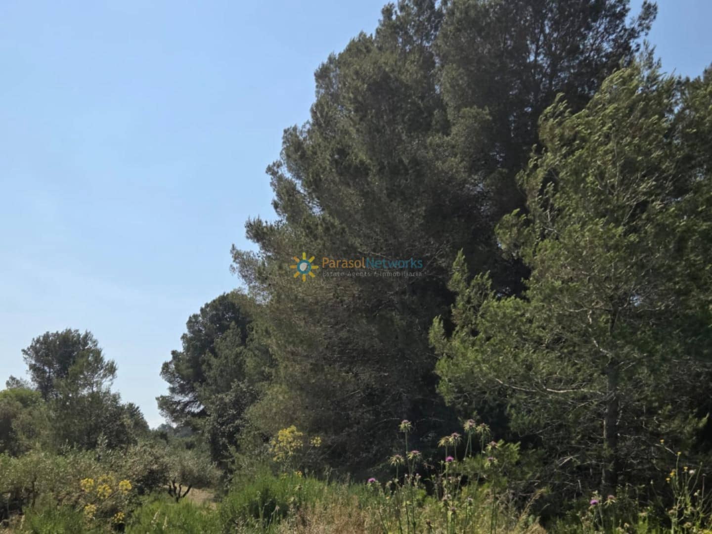 Undeveloped Land for sale in Bellus - € 21,000 (Ref: 9635046)