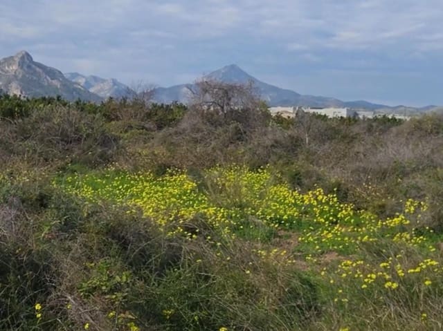 Ubebygd land til salgs i Gandia - € 35 000 (Ref: 9793750)