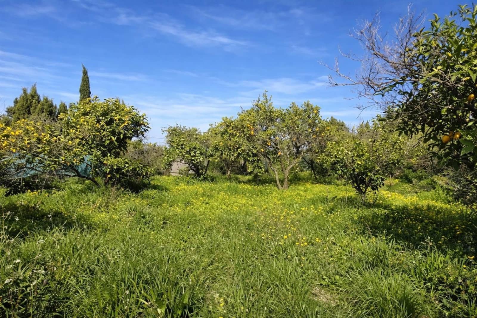 Terreno para Construção para venda em Benimeli - 83 000 € (Ref: 9798343)