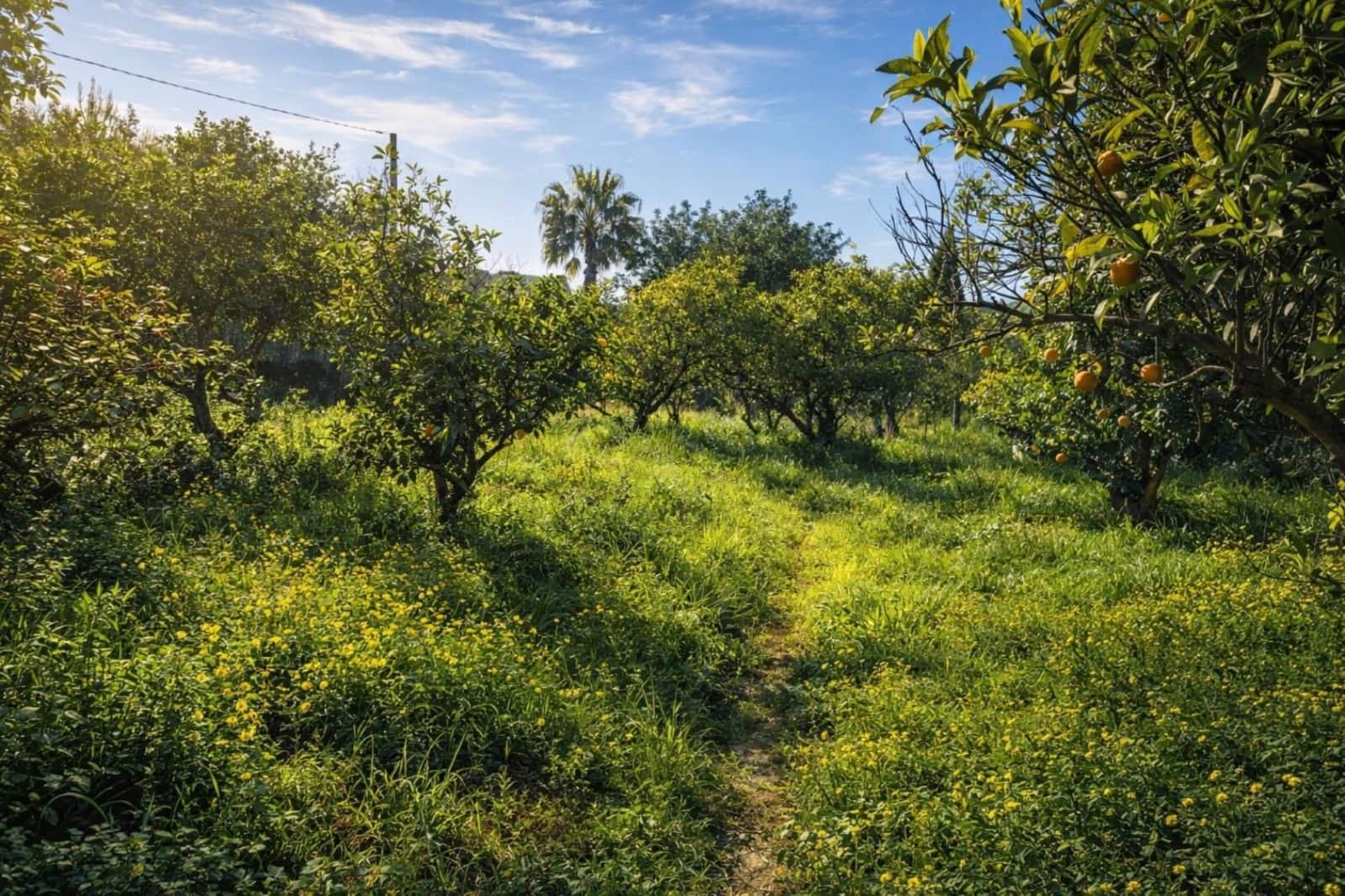 Terreno para Construção para venda em Benimeli - 83 000 € (Ref: 9798343)