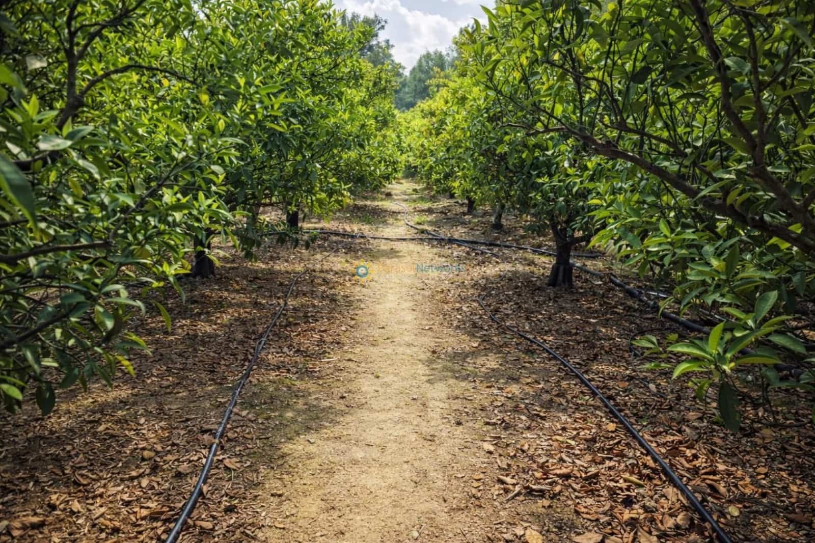 Villa in vendita in Alfauir - 130.000 € (Rif: 9804889)