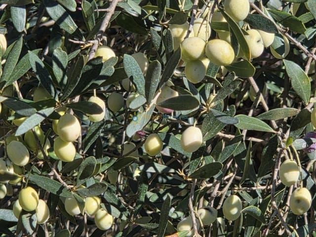 Mark till salu i Benigánim - 42 000 € (Ref: 9805659)