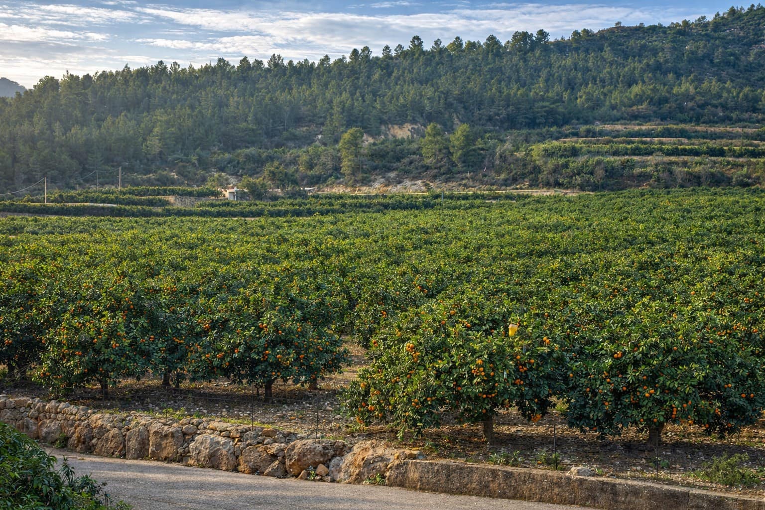 Finca/Landehus til salg i L'Atzuvia - € 375.000 (Ref: 9806761)