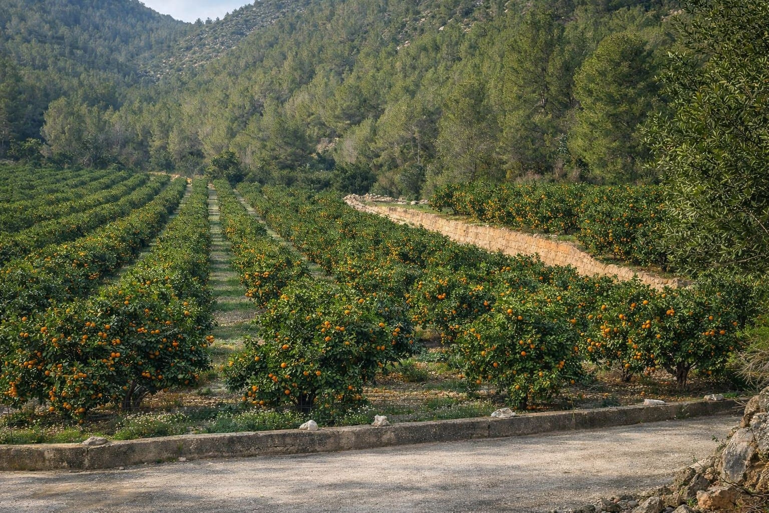 Finca/Landehus til salg i L'Atzuvia - € 375.000 (Ref: 9806761)