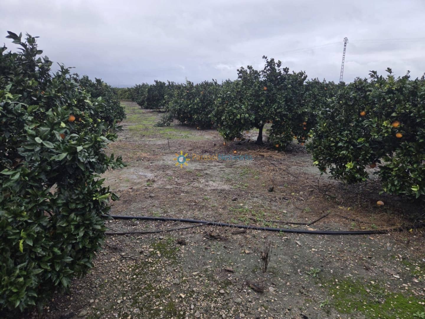 Tontti myytävänä paikassa Senyera - 8 000 € (Ref: 9807066)