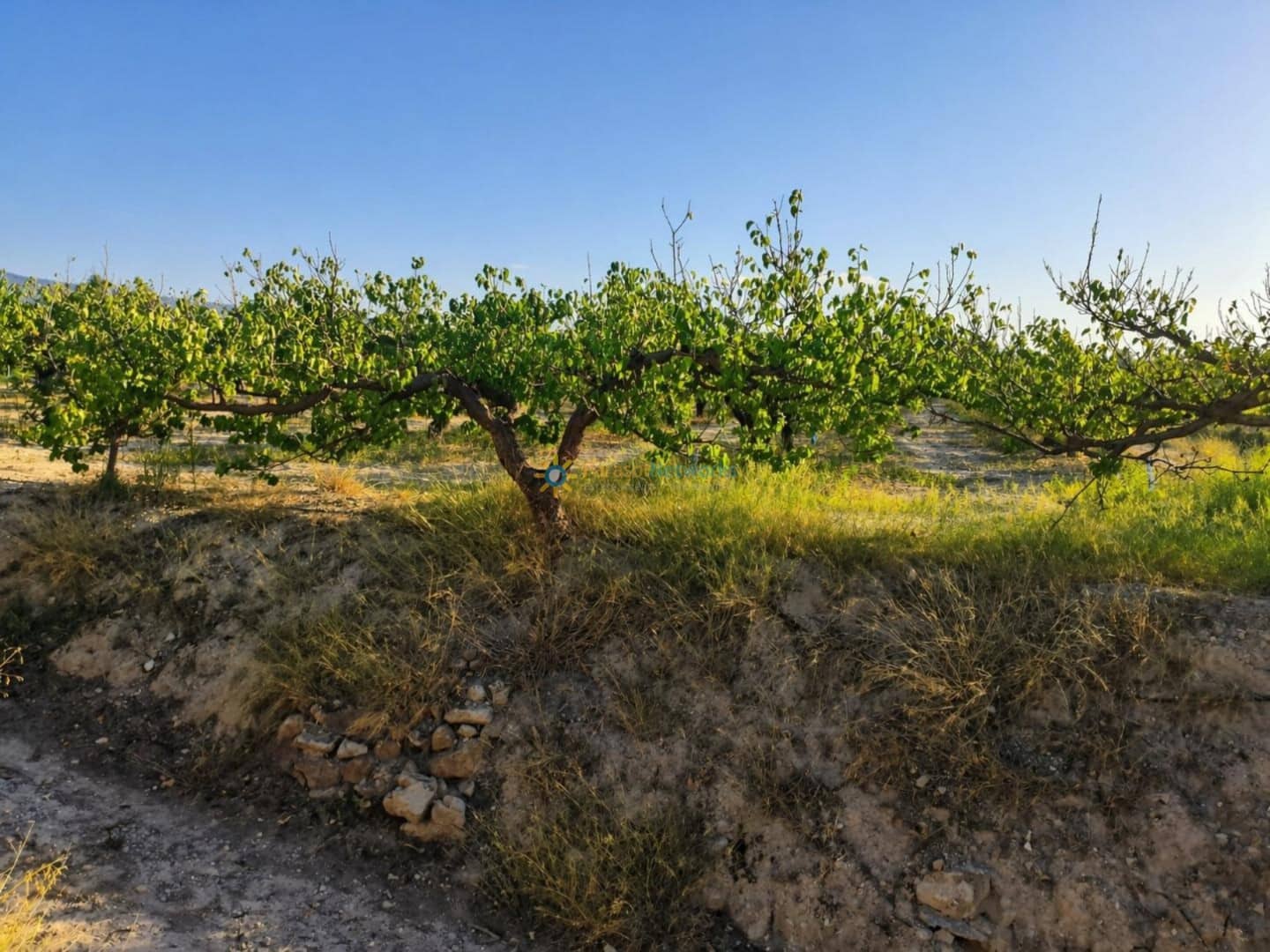 Terreno/Finca Rústica en Albaida en venta - 100.000 € (Ref: 9808348)