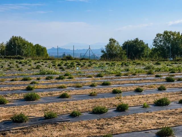 Terreno Não Urbanizado para venda em Benigánim - 69 000 € (Ref: 9809378)