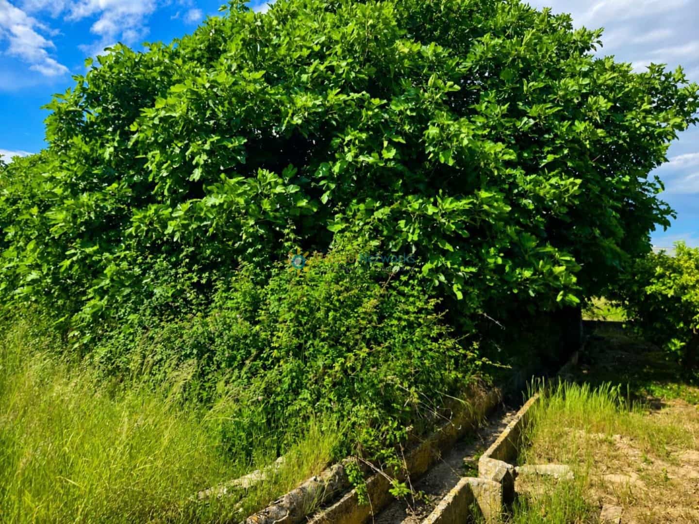 Building Plot for sale in Piles - € 40,000 (Ref: 9863510)