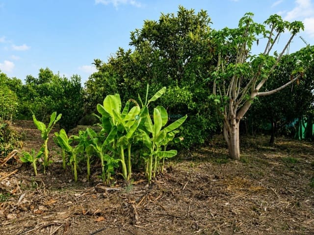 Undeveloped Land for sale in Alqueria de la Comtessa - € 49,000 (Ref: 9989387)