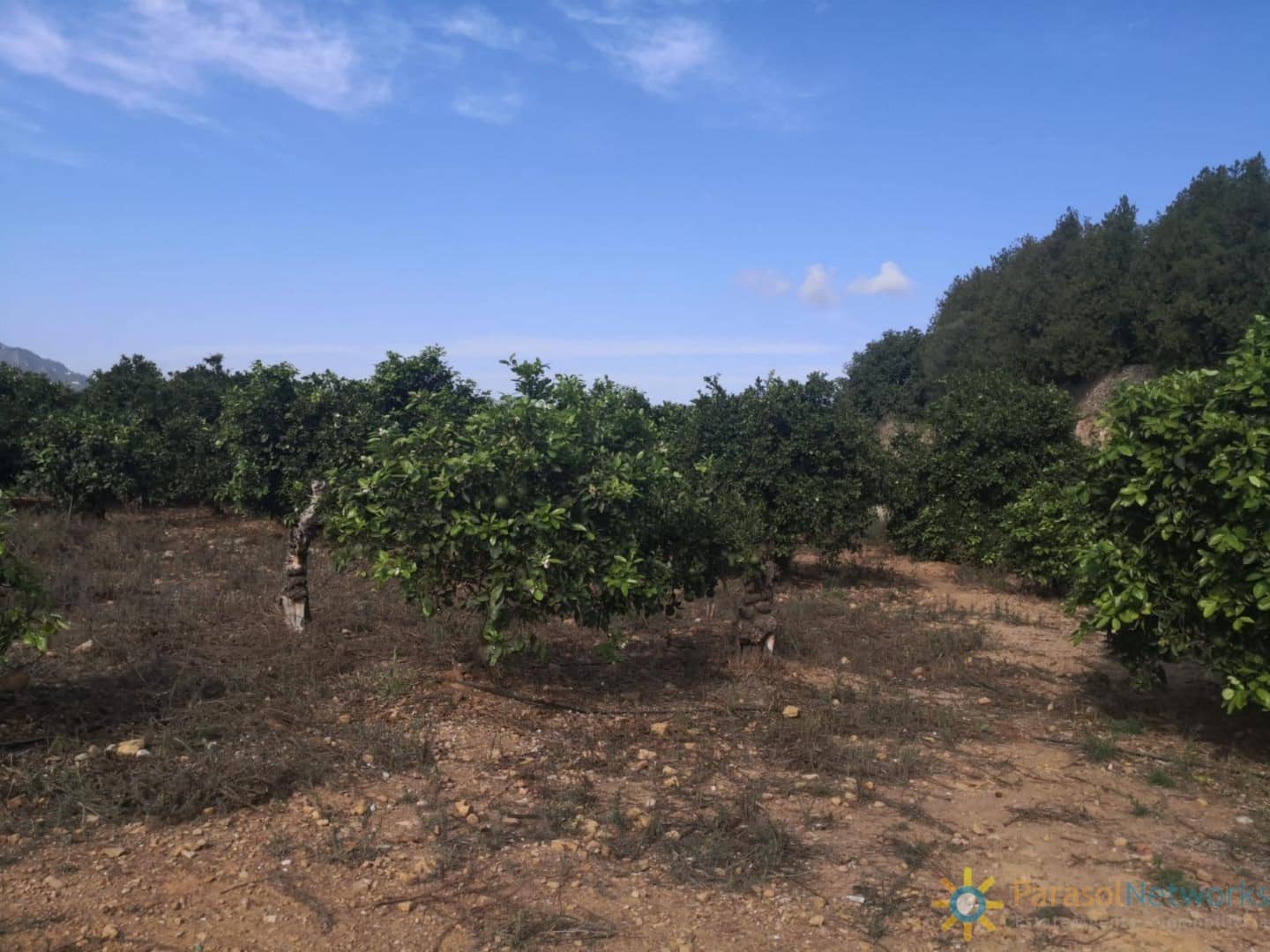 Ubebygd land til salgs i Villalonga - € 60 000 (Ref: 9997780)