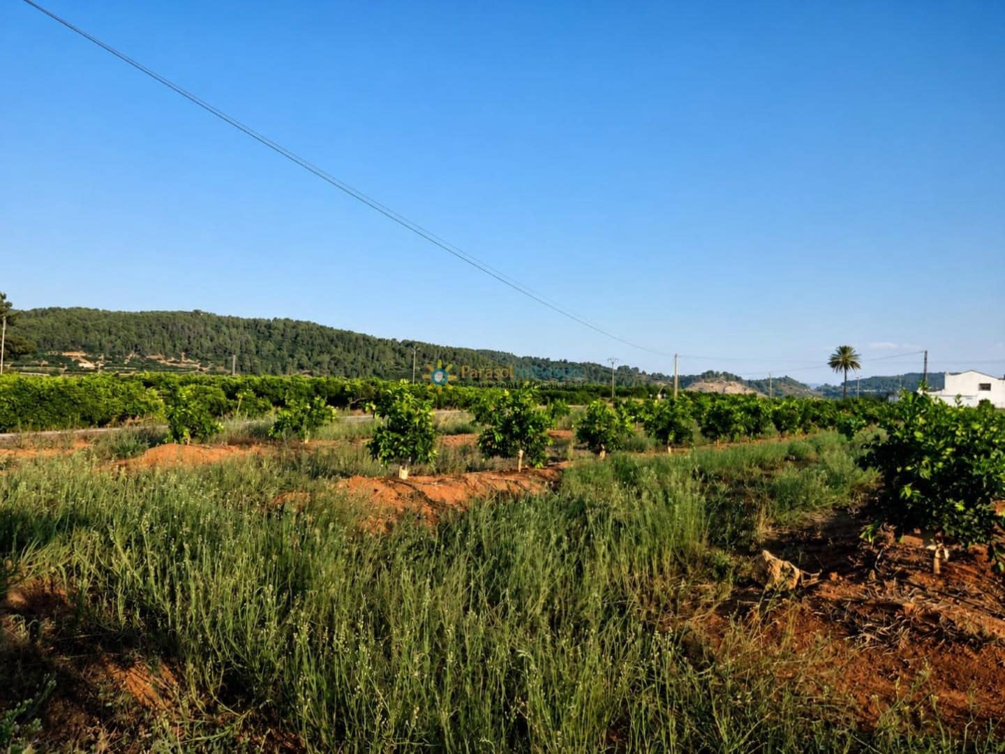 Landgrundstück zu verkaufen in Sellent - 48.000 € (Ref: 9999486)