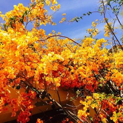 14 chambre Finca/Maison de Campagne à vendre à Pizarra avec piscine - 1 150 000 € (Ref: 9699165)