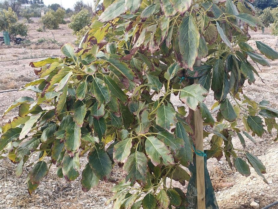 Bungalow zu verkaufen in La Villajoyosa / Vila Joiosa - 1.095.000 € (Ref: 8154859)