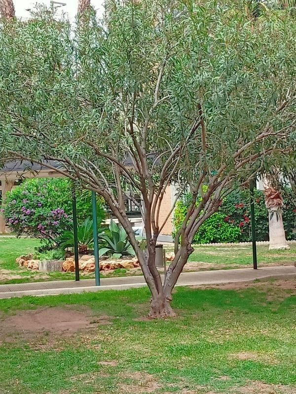 3 sypialnia Mieszkanie na sprzedaż w Miasto Alicante / Alacant z basenem - 315 000 € (Ref: 8676786)