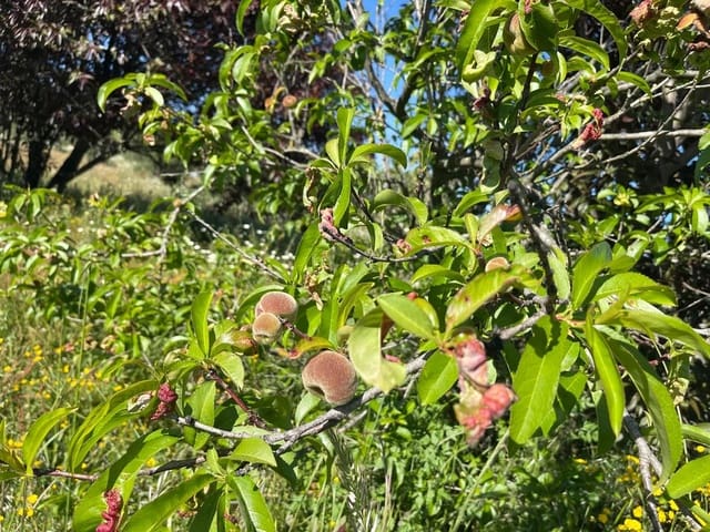 Terrain à Bâtir à vendre à La Palma del Condado - 28 000 € (Ref: 9699199)