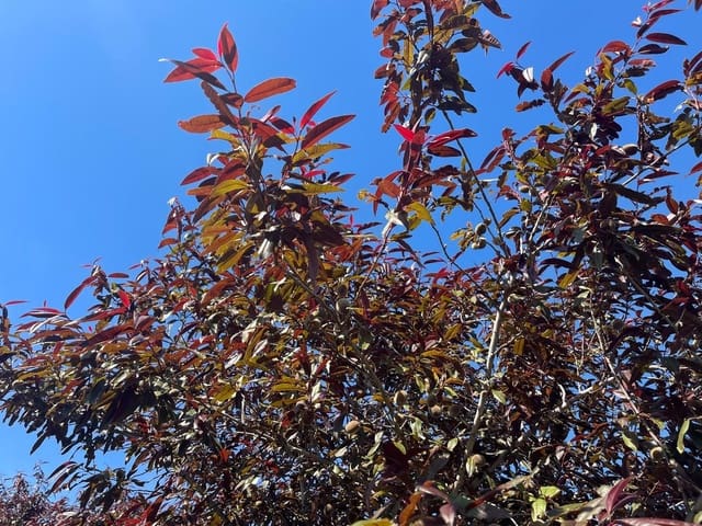 Byggegrund til salg i La Palma del Condado - € 28.000 (Ref: 9699199)