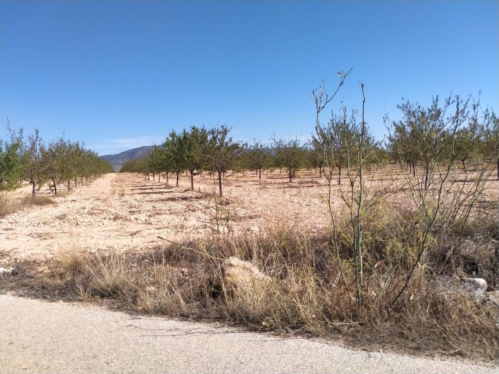 3 chambre Villa/Maison à vendre à Pinoso avec piscine garage - 401 500 € (Ref: 9271875)