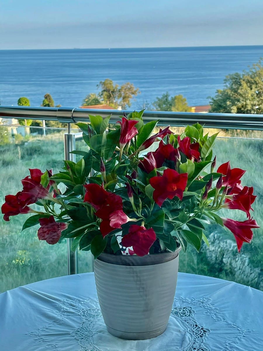 2 soveværelse Lejlighed til salg i Calpe / Calp - € 369.000 (Ref: 9547763)