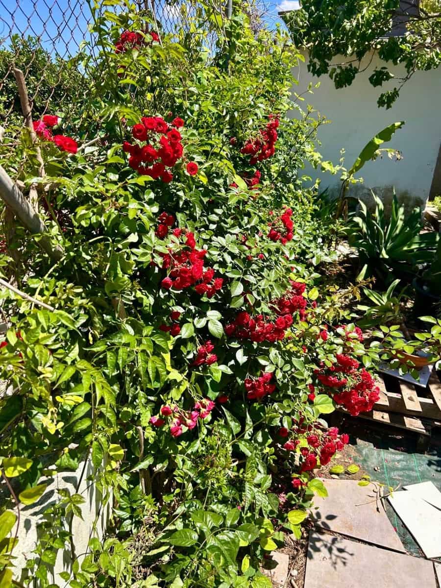 3 chambre Finca/Maison de Campagne à vendre à El Vergel / Verger avec garage - 399 950 € (Ref: 9863883)