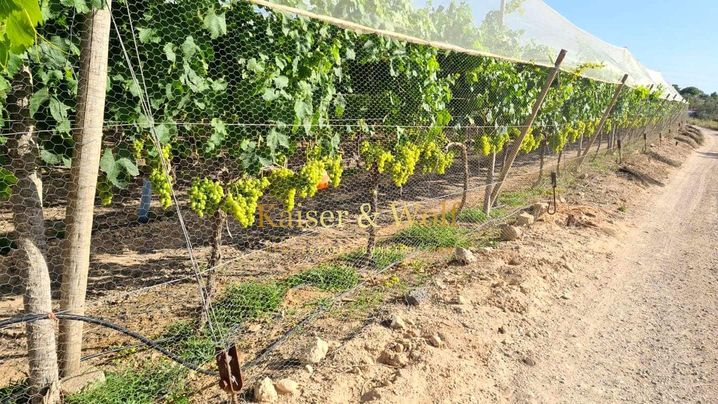 Teren niezagospodarowany na sprzedaż w Elche / Elx - 79 000 € (Ref: 8692093)