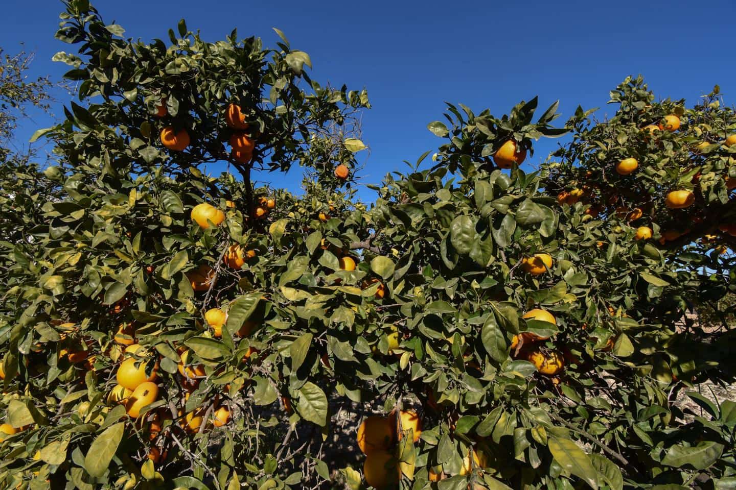 4 camera da letto Finca/Casa di Campagna in vendita in La Marina con piscina - 210.000 € (Rif: 9473536)