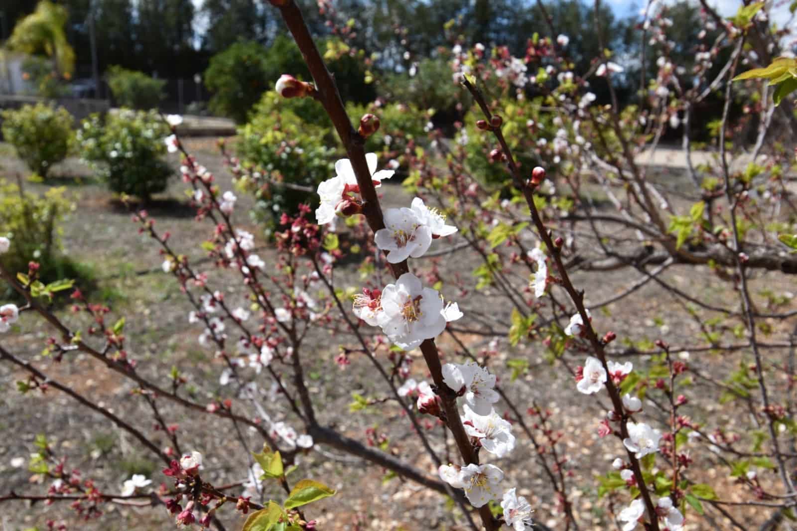 6 quarto Quinta/Casa Rural para venda em Denia com piscina garagem - 880 000 € (Ref: 8158466)