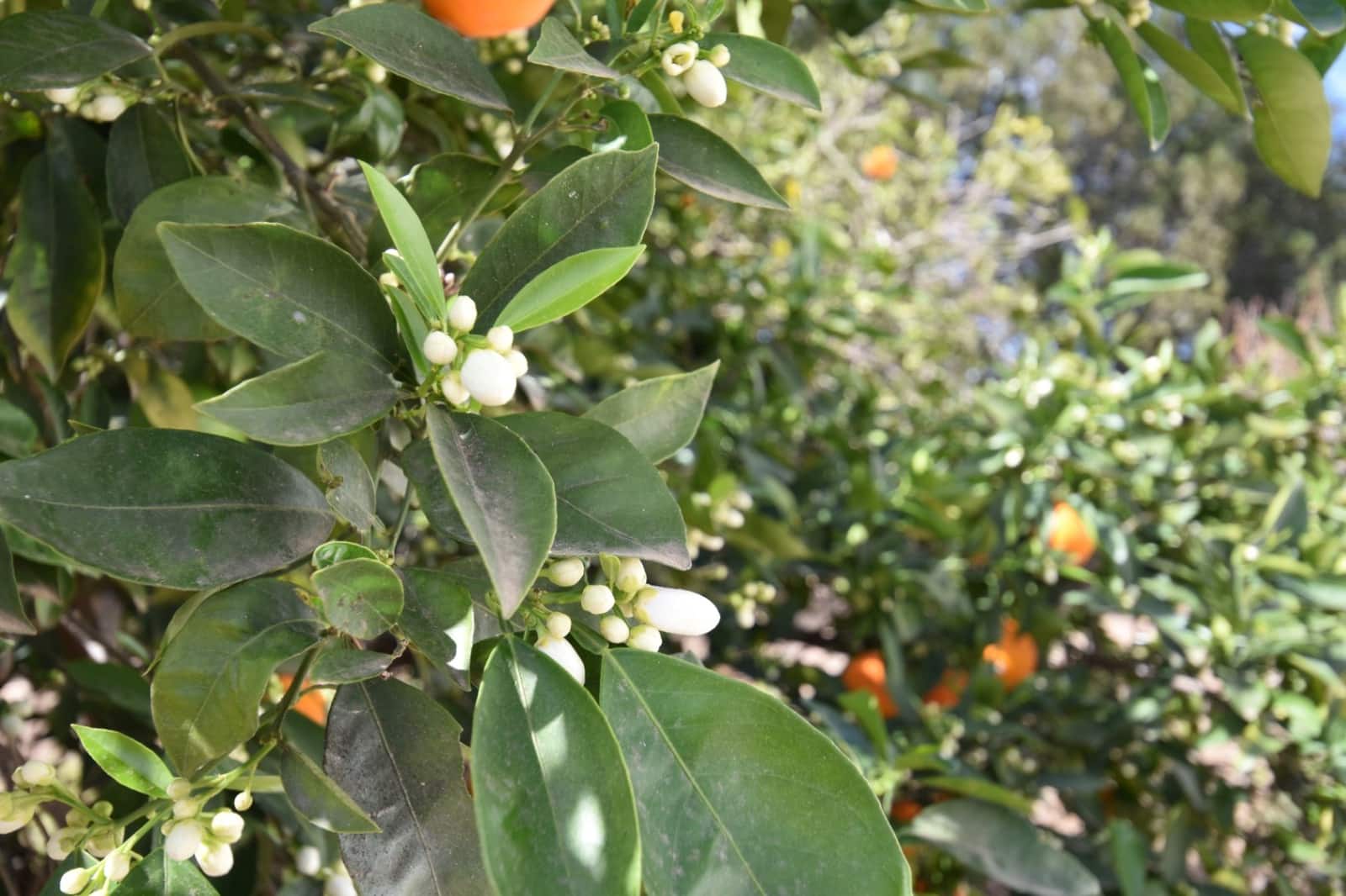 6 quarto Quinta/Casa Rural para venda em Denia com piscina garagem - 880 000 € (Ref: 8158466)