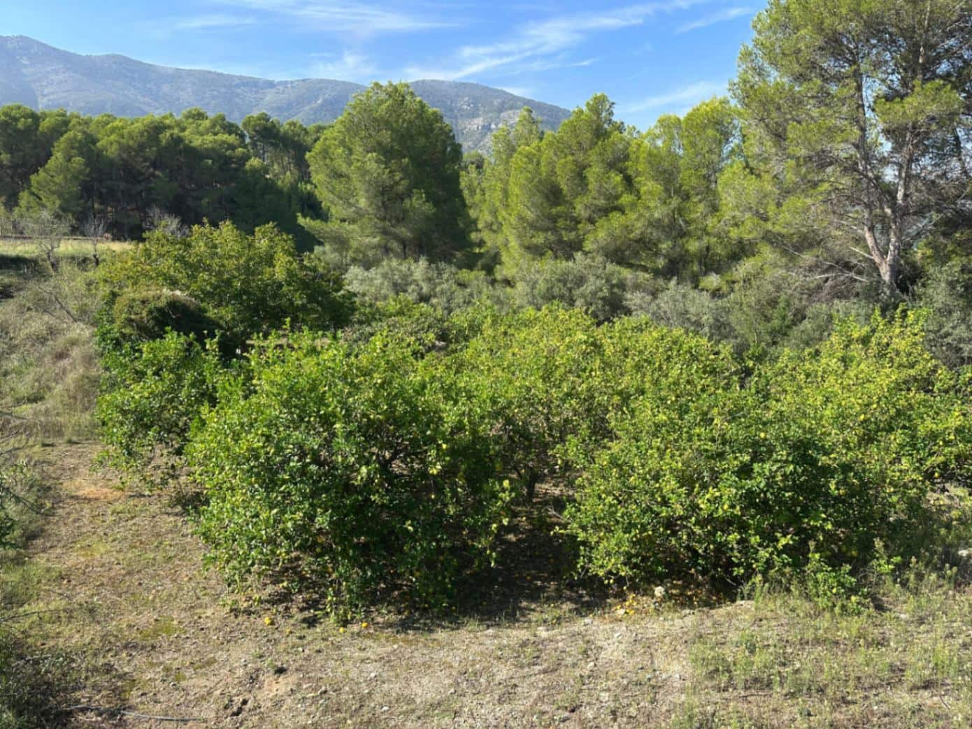 Byggetomt til salgs i Parcent - € 95 000 (Ref: 9302800)