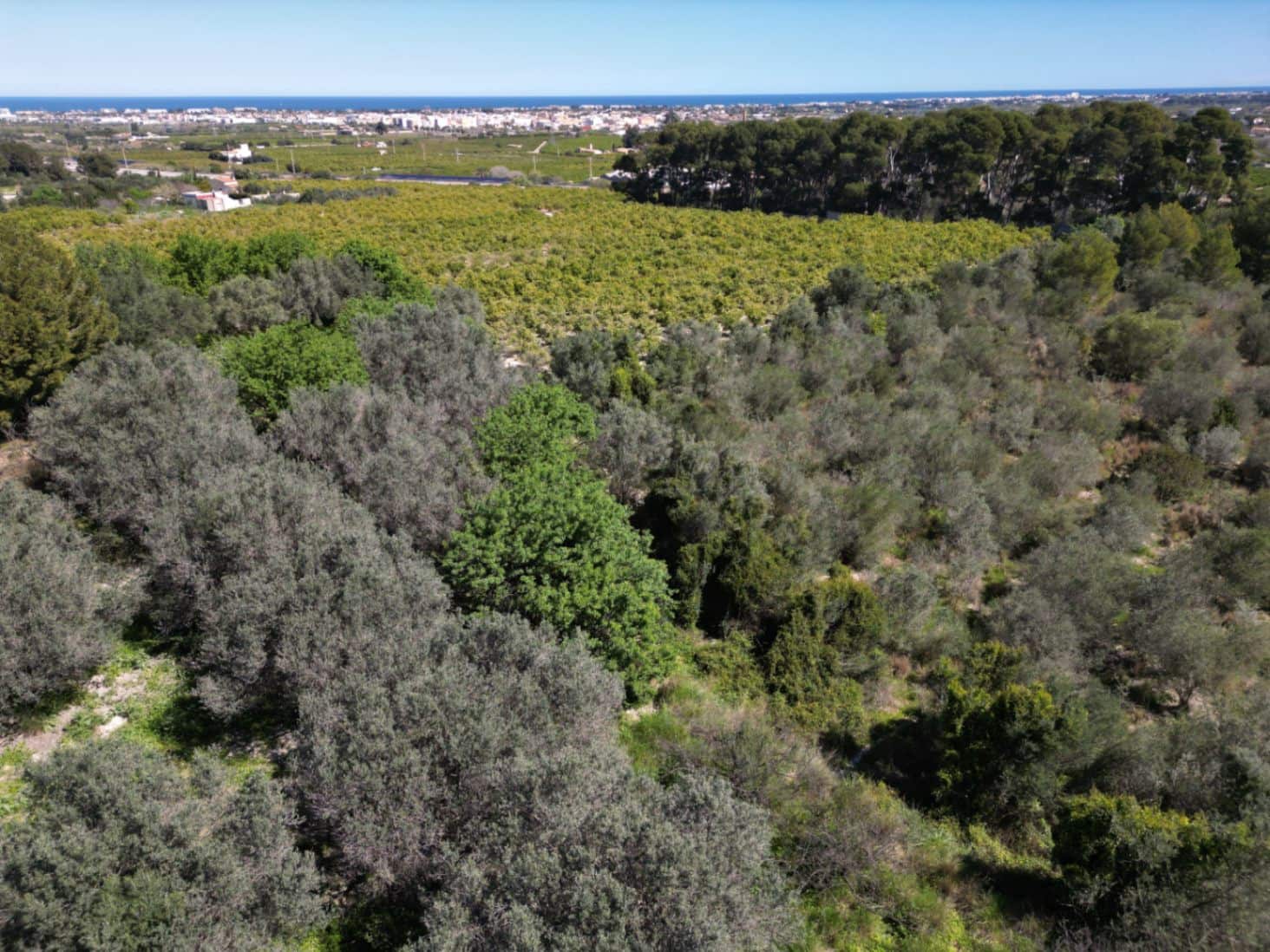Undeveloped Land for sale in Ondara - € 210,000 (Ref: 9447369)