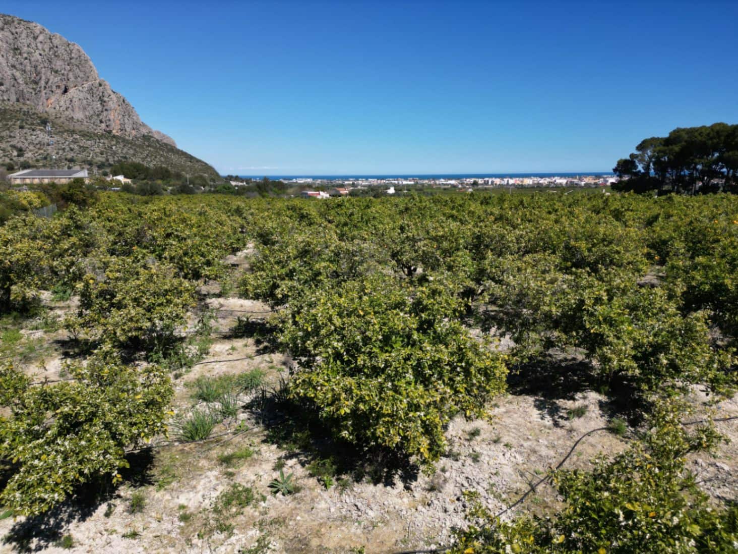 Undeveloped Land for sale in Ondara - € 210,000 (Ref: 9447369)