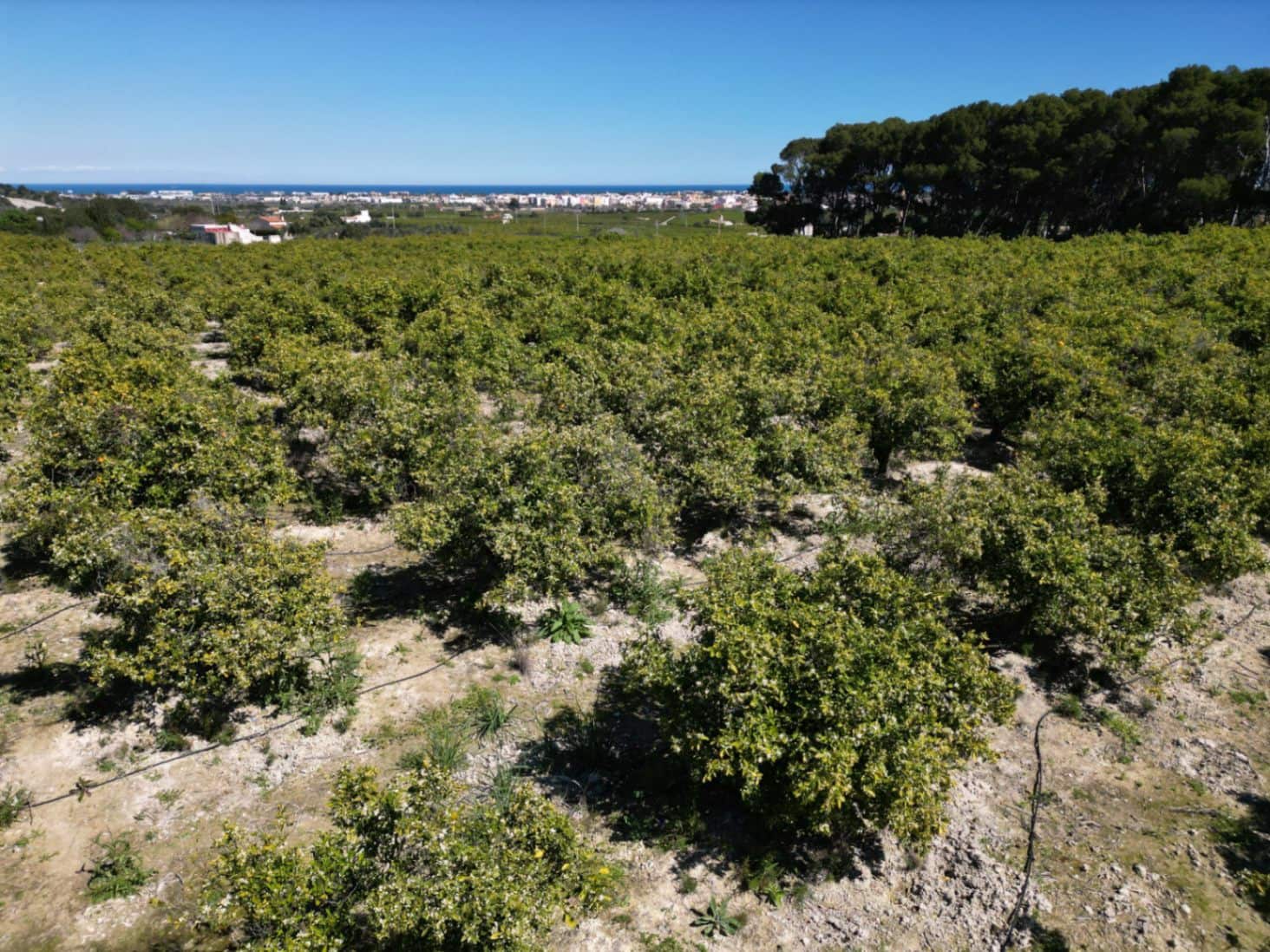 Undeveloped Land for sale in Ondara - € 210,000 (Ref: 9447369)