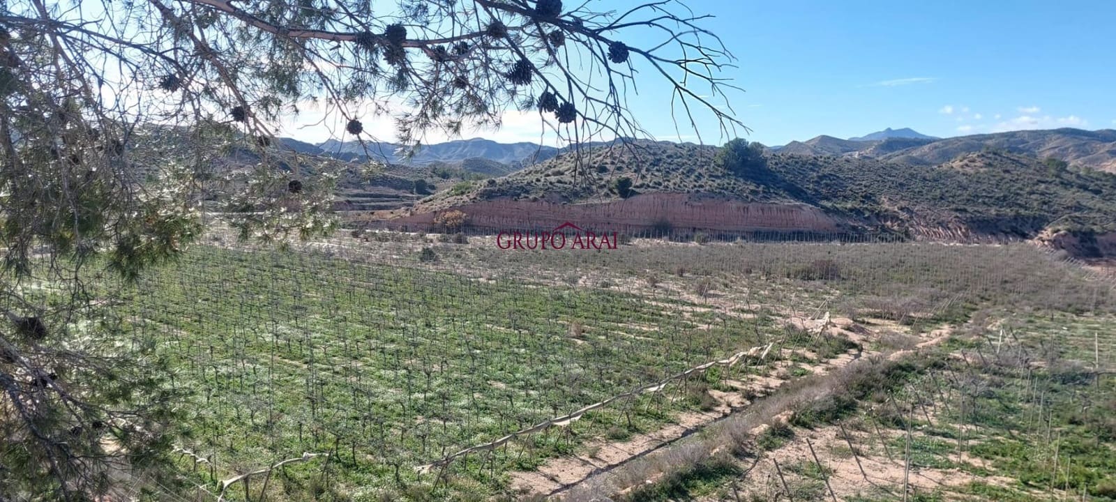 Terreno/Finca Rústica en Monforte del Cid en venta - 200.000 € (Ref: 10067850)