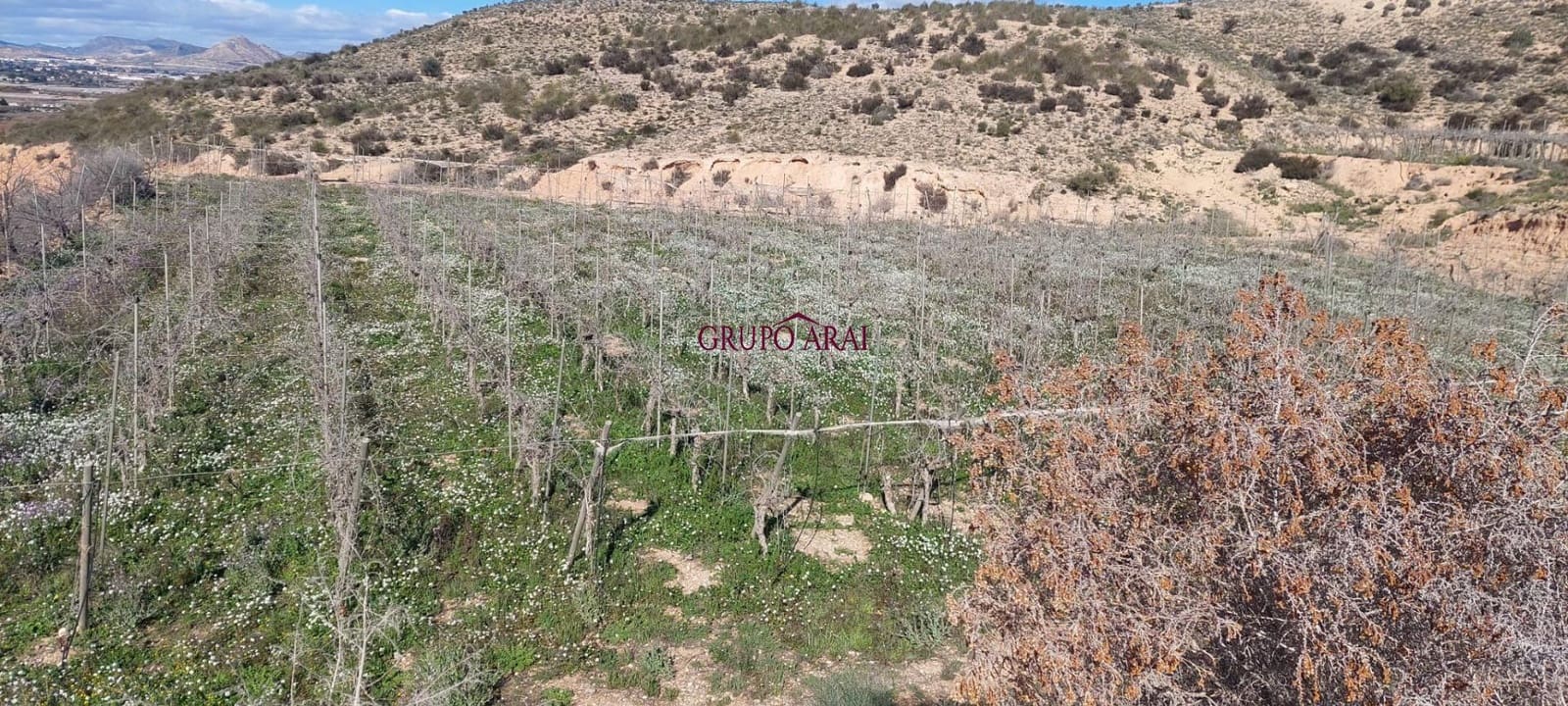 Terreno/Finca Rústica en Monforte del Cid en venta - 200.000 € (Ref: 10067850)