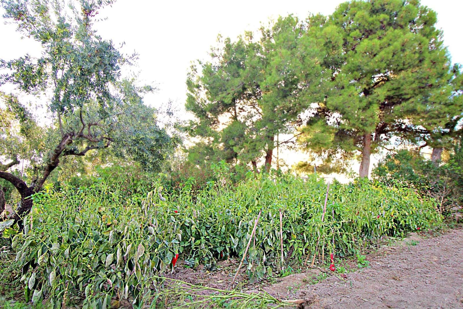 3 sypialnia Finka/Dom wiejski na sprzedaż w Castalla z basenem - 195 000 € (Ref: 9362498)