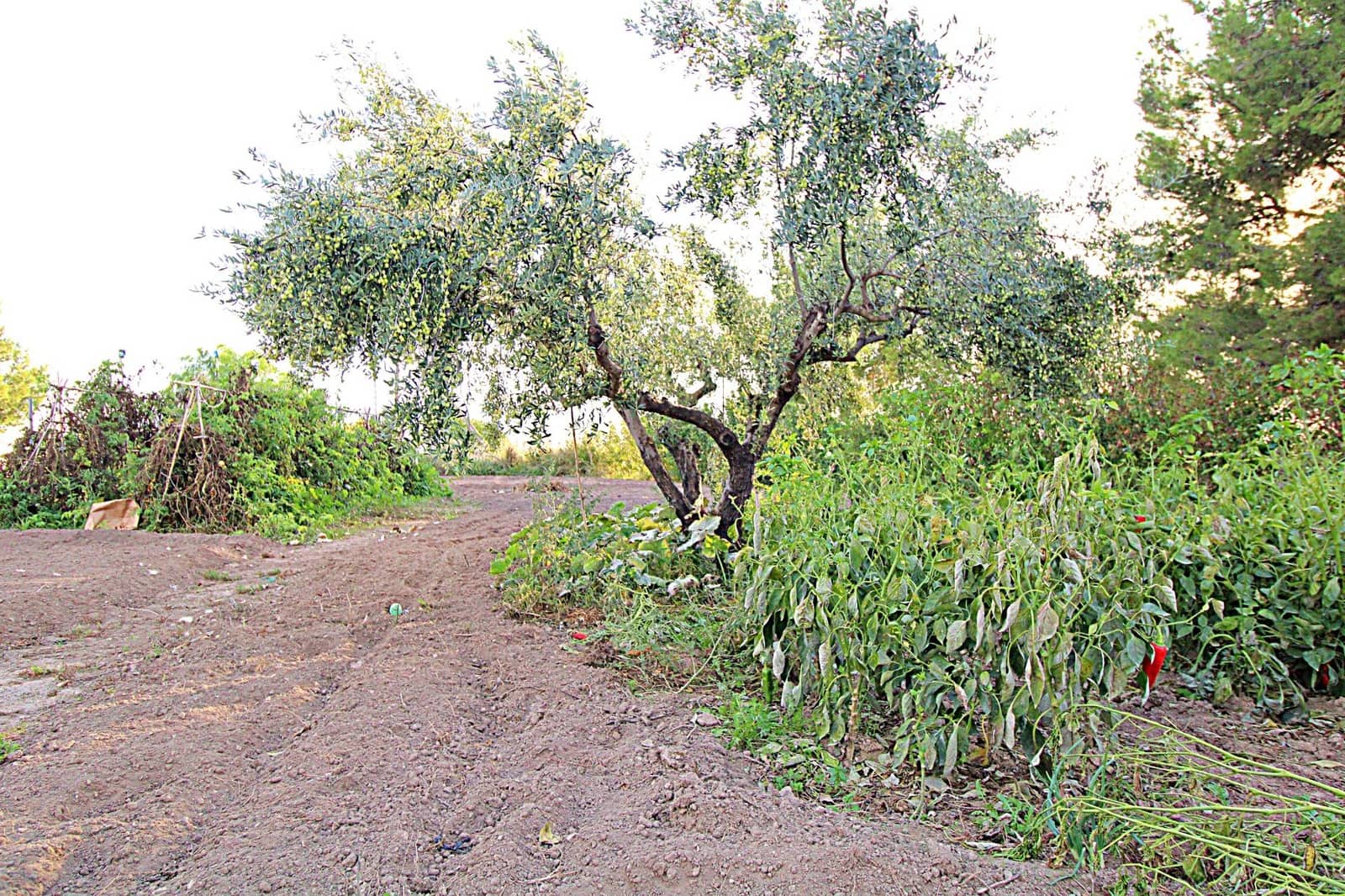 3 sypialnia Finka/Dom wiejski na sprzedaż w Castalla z basenem - 195 000 € (Ref: 9362498)