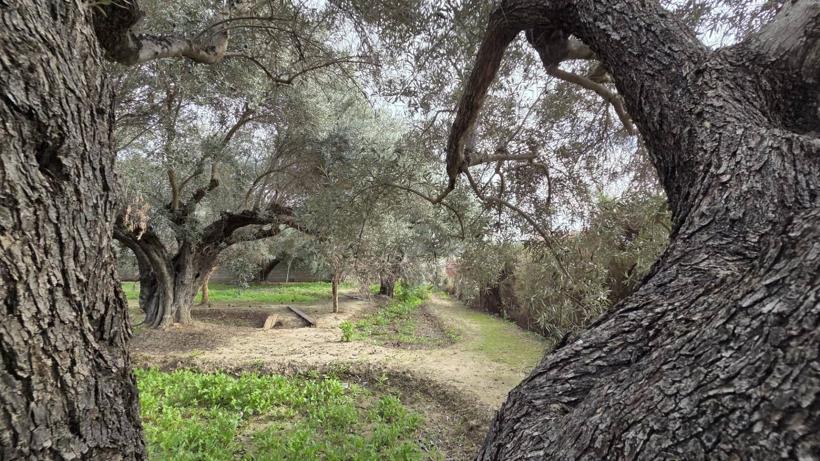 Bouwgrond te koop in Villafranqueza - € 120.000 (Ref: 9513564)