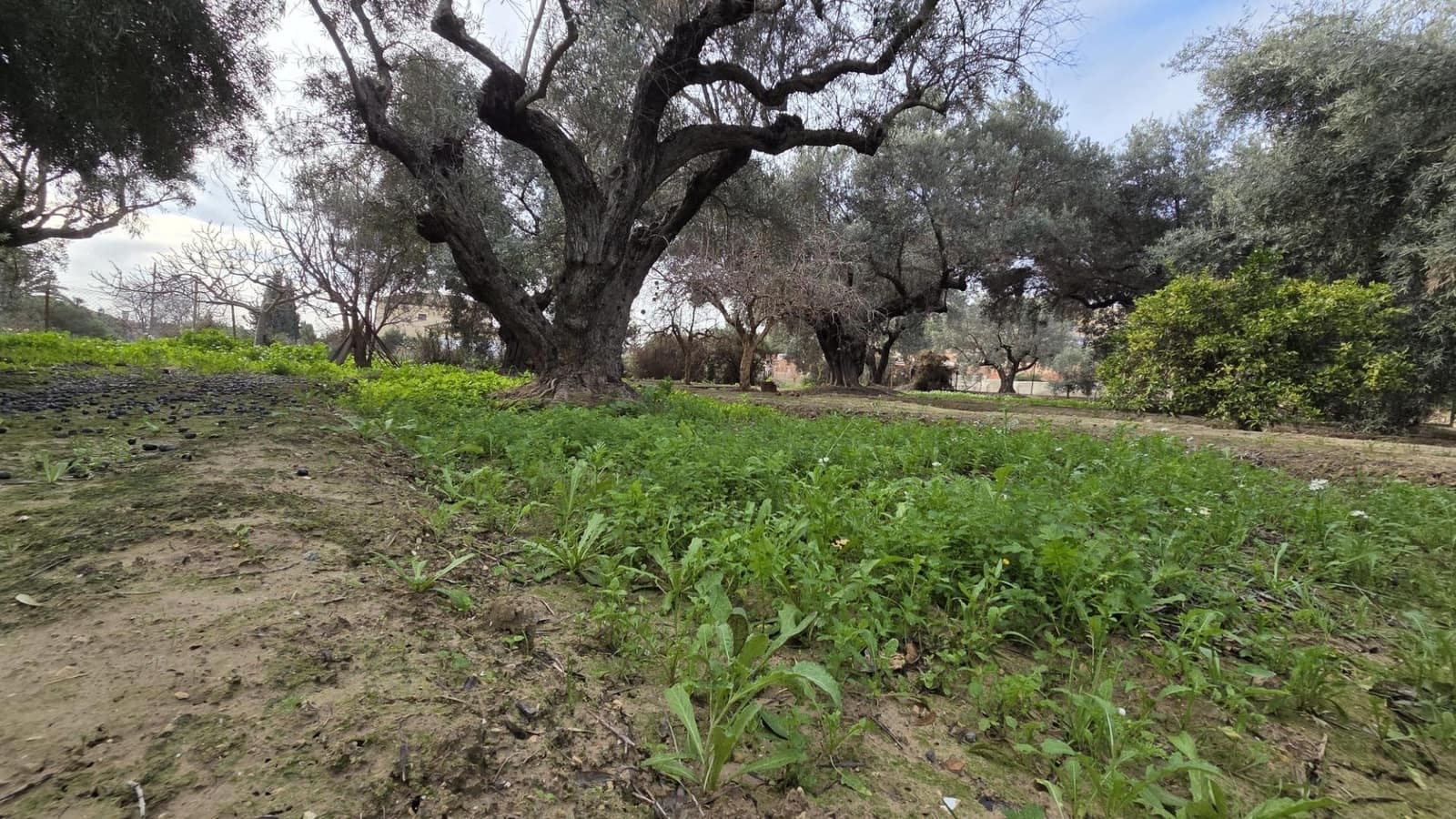 Bouwgrond te koop in Villafranqueza - € 120.000 (Ref: 9513564)