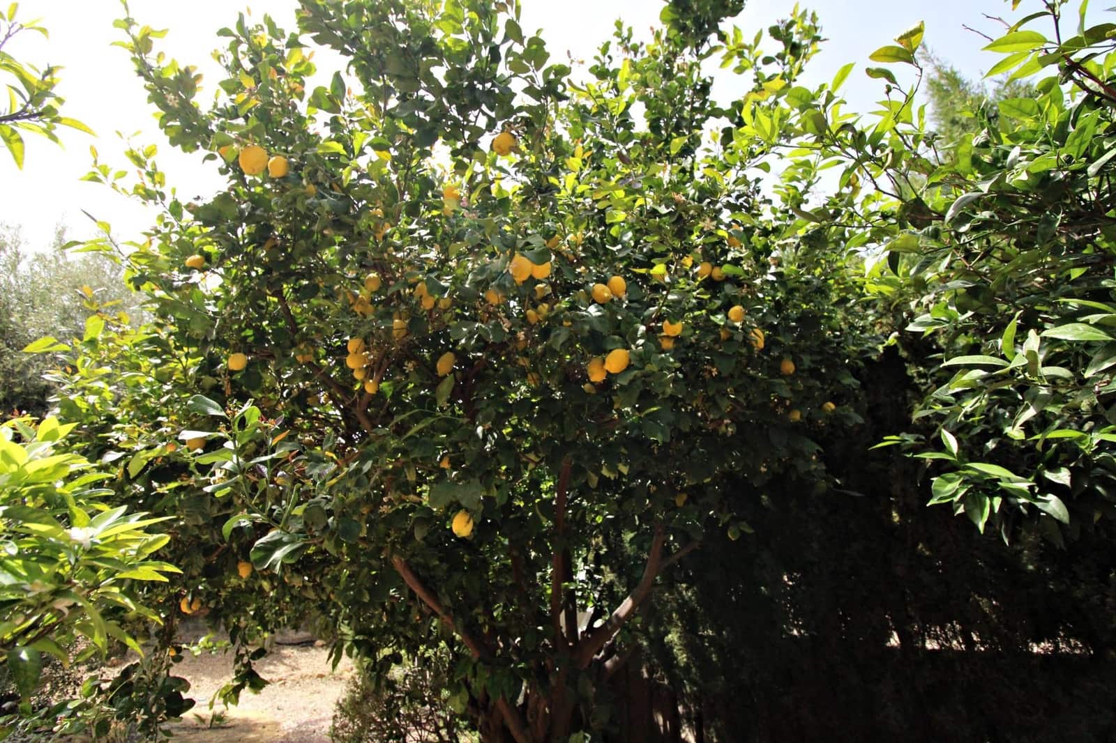 5 makuuhuone Huvila myytävänä paikassa Muchamiel / Mutxamel mukana 
autotalli - 525 000 € (Ref: 9788544)