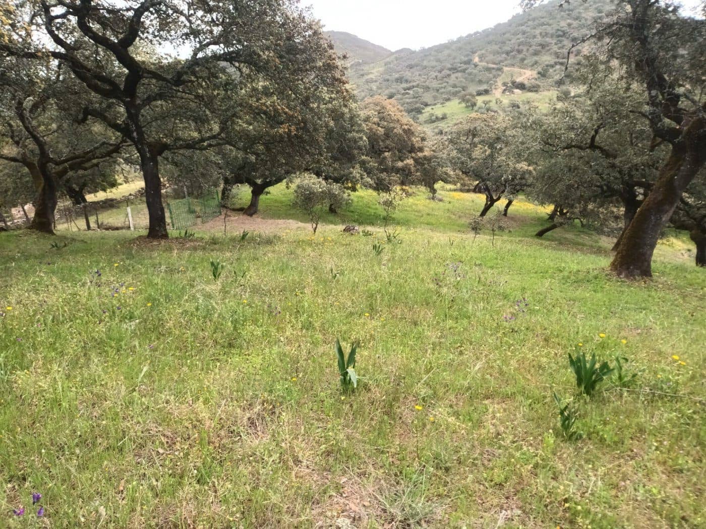 Terre non Aménagée à vendre à Aracena - 40 000 € (Ref: 7808059)