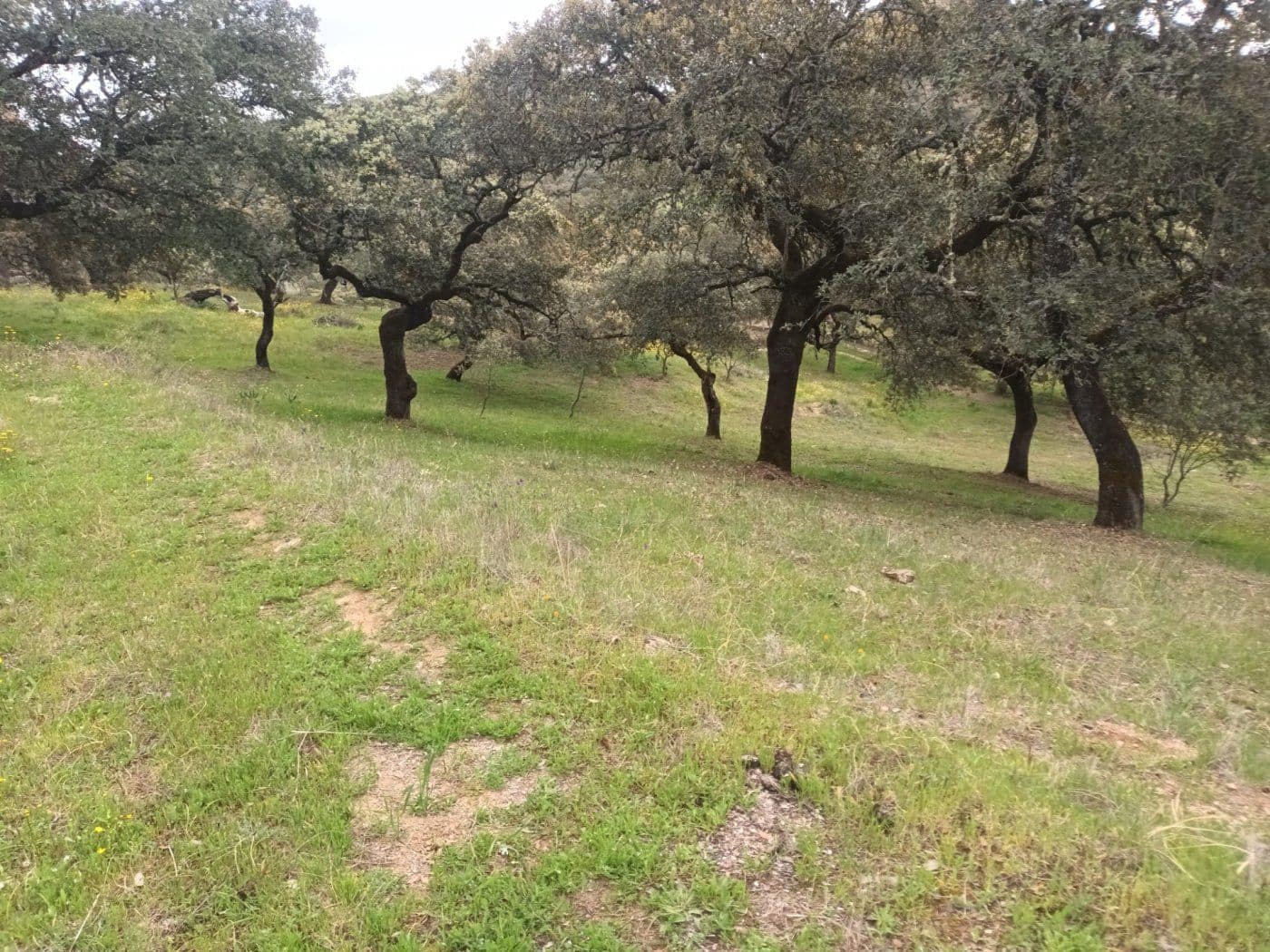 Terre non Aménagée à vendre à Aracena - 40 000 € (Ref: 7808059)