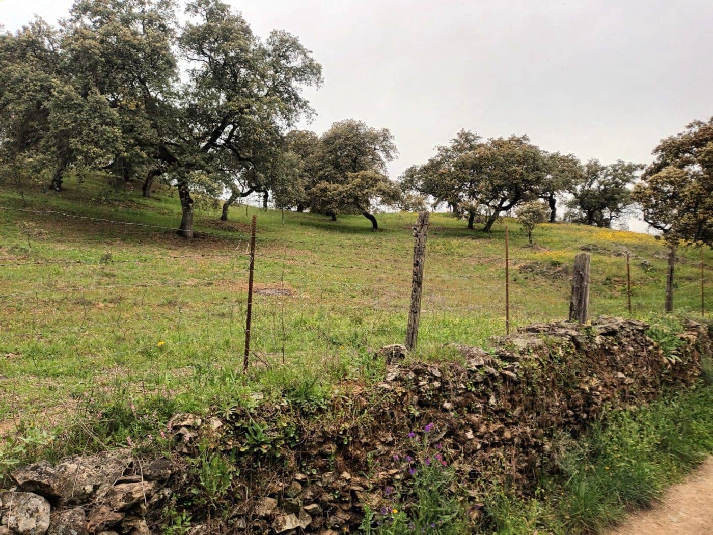 Terre non Aménagée à vendre à Aracena - 40 000 € (Ref: 7808059)