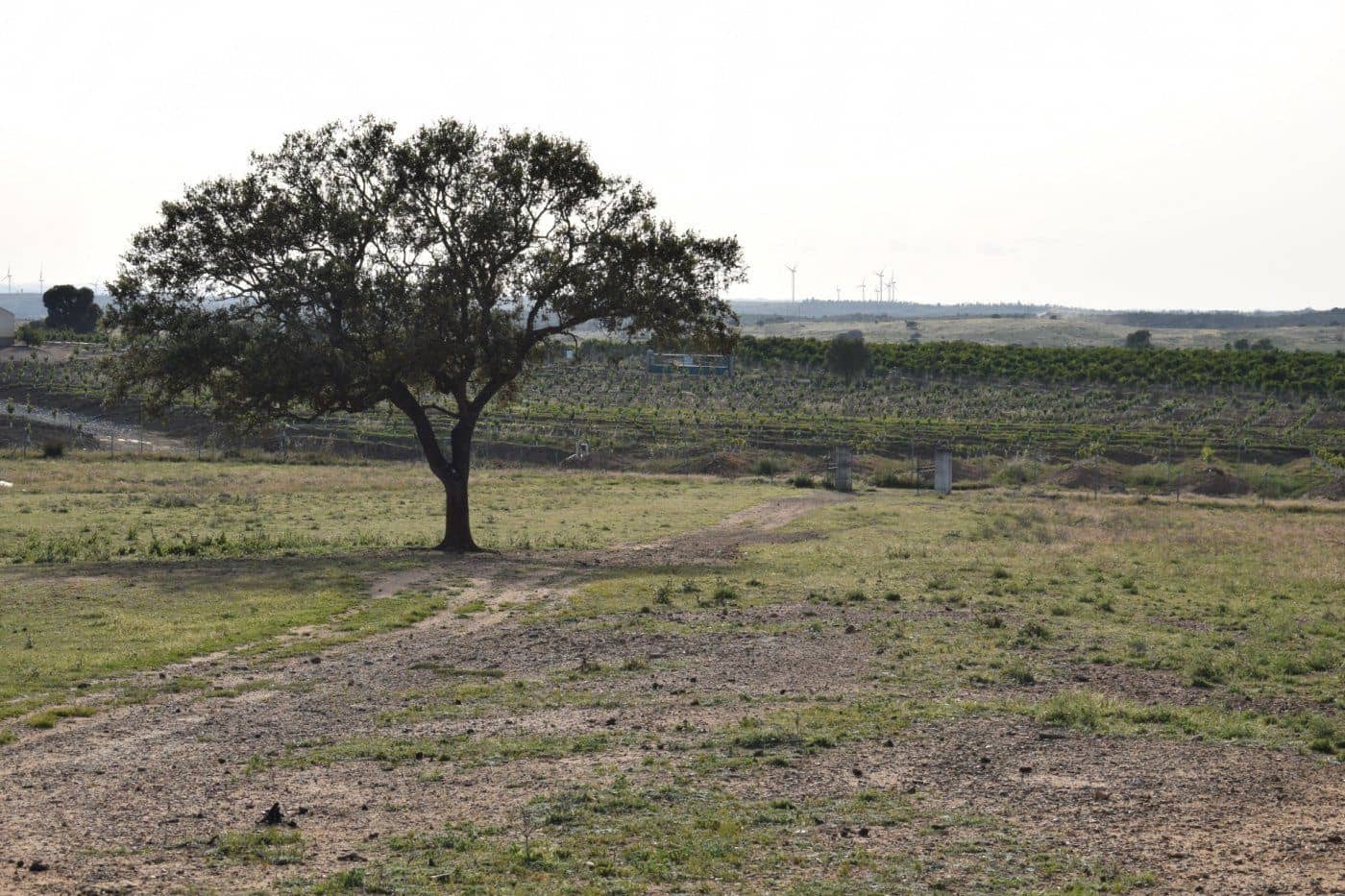 Mark till salu i Villablanca - 49 990 € (Ref: 7905684)