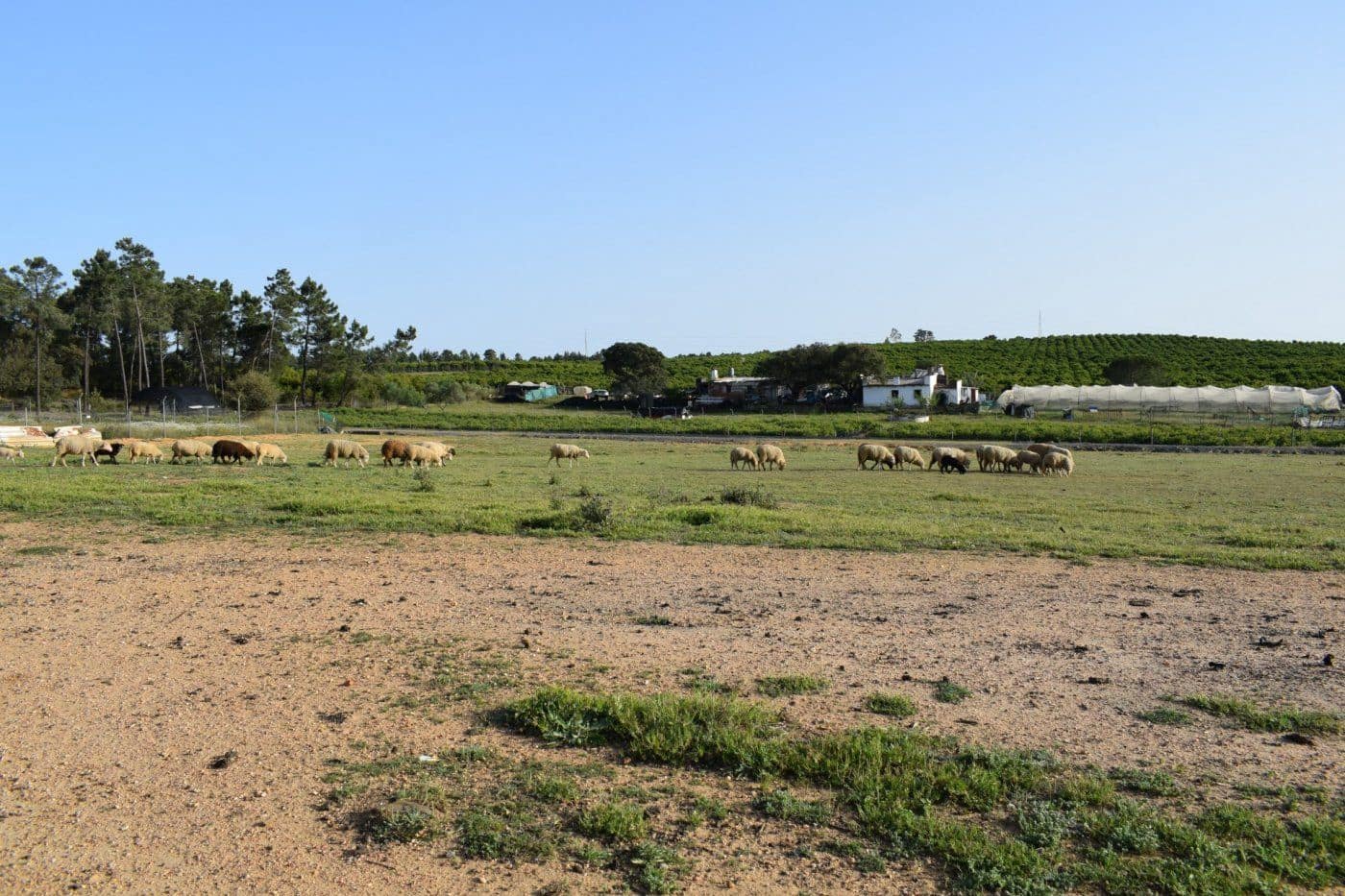 Mark till salu i Villablanca - 49 990 € (Ref: 7905684)