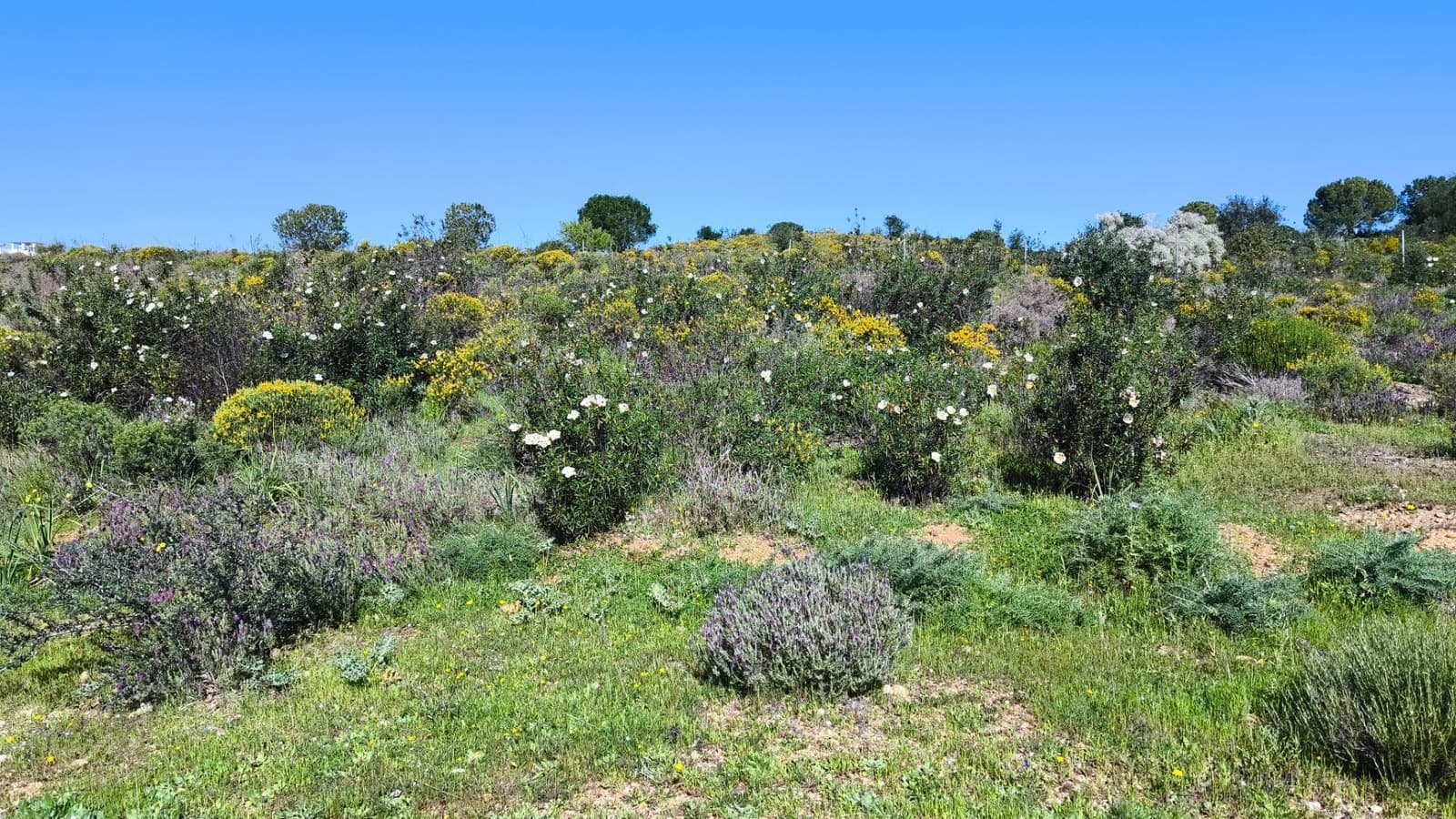 Terrain à Bâtir à vendre à Ayamonte - 67 500 € (Ref: 8139129)